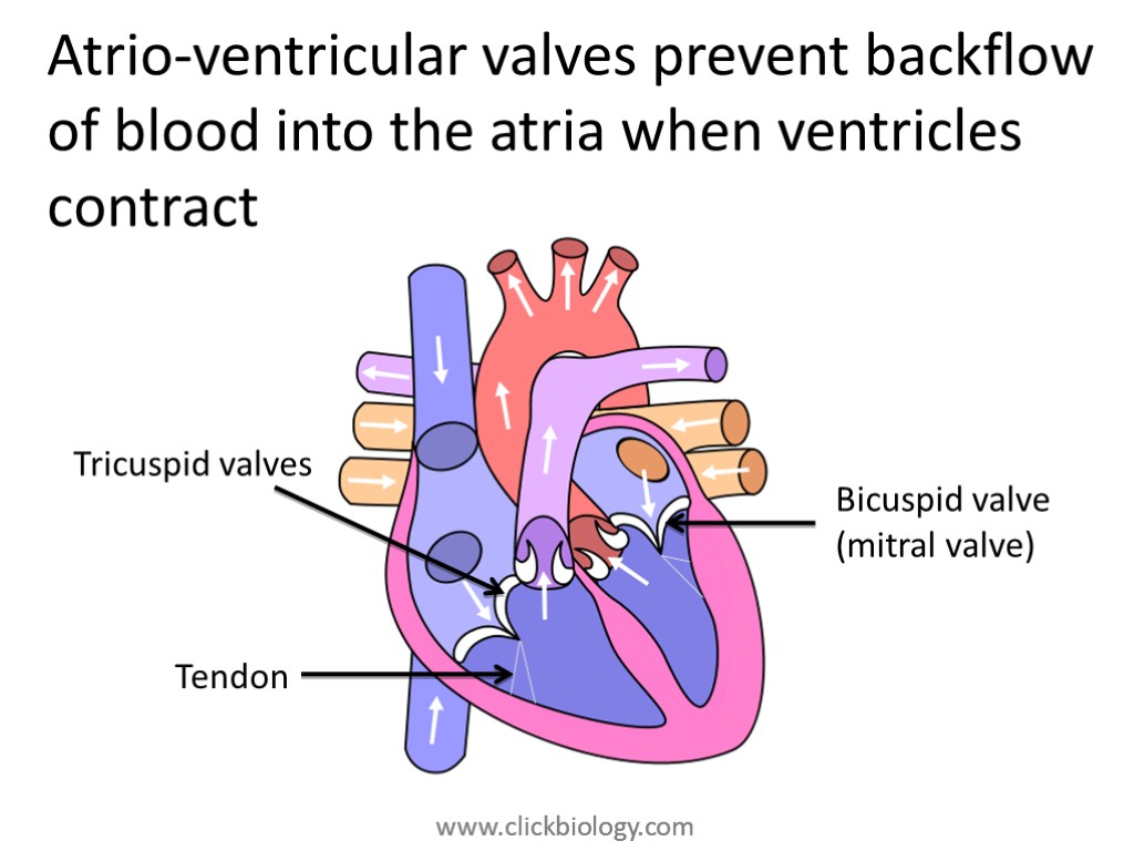 Atrio-ventricular valves prevent backflow of blood into the atria when ventricles contract Bicuspid valve